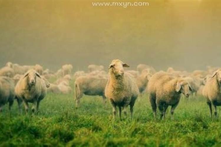 梦见好多羊是什么意思周公解梦