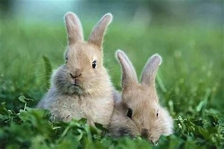 兔和鼠八字合吗