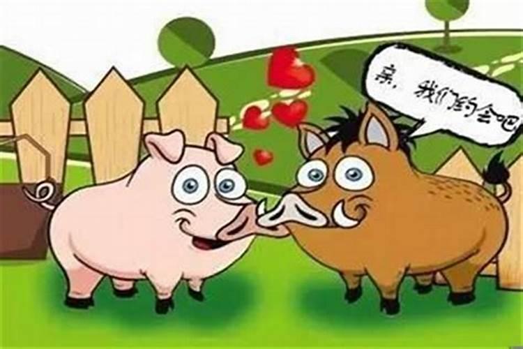 猪和牛属相合不合婚姻（属猪的和属牛的相配吗）