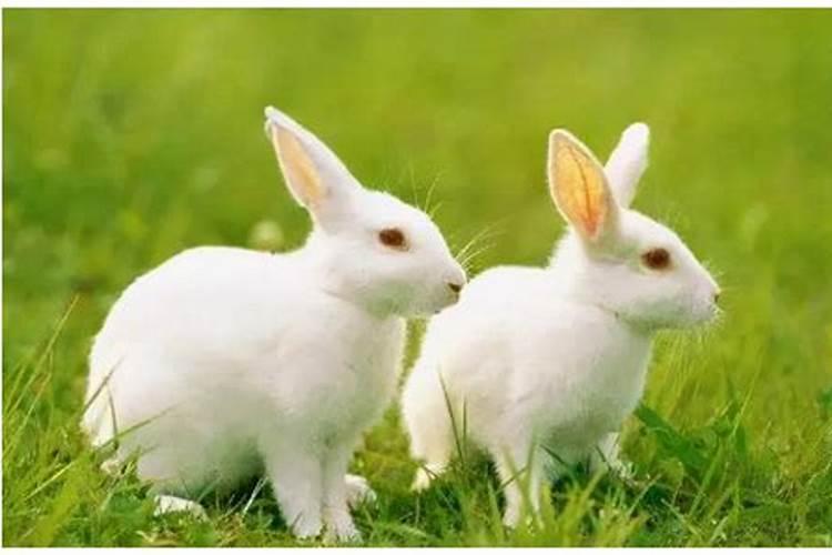 属兔人最致命的缺点，属兔有什么性格特点