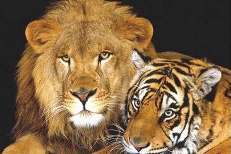 同时梦见狮子和老虎是什么预兆？梦见狮子老虎是什么预兆