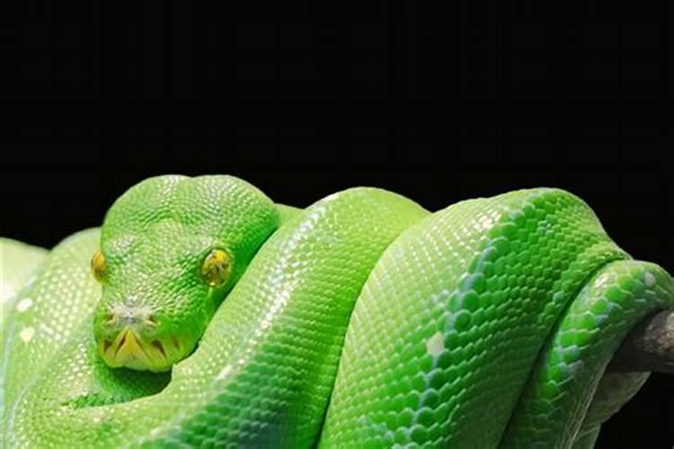 梦见大蟒蛇代表着什么？梦见黄色的蛇是什么预兆呢