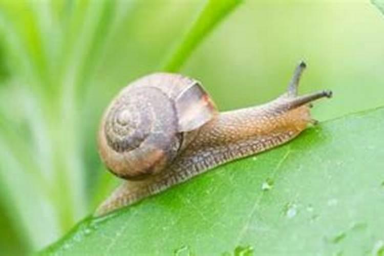 野生蜗牛的寿命一般有多长？牛有多长寿命