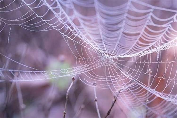 梦见蜘蛛网代表什么