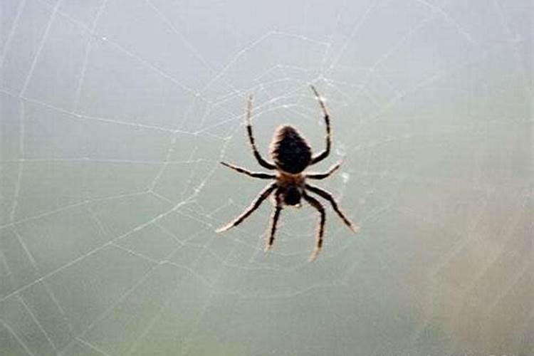 梦见蜘蛛网代表什么