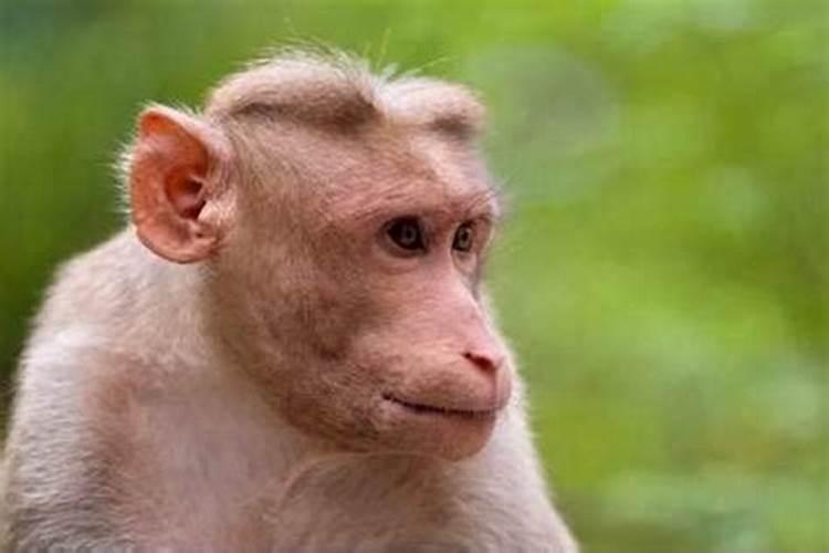 属猴人害太岁怎么化解