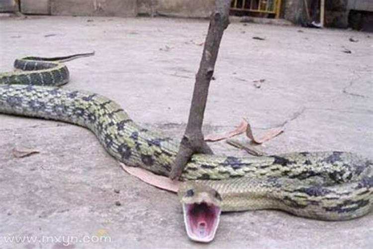 孕妇梦见蛇被砍断是什么意思