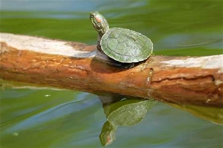 梦见好多乌龟在水里游动