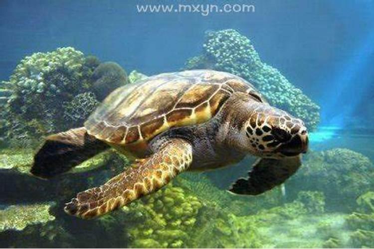 梦见大海龟是什么征兆