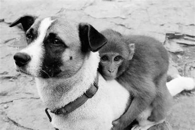 猴和狗属相合不合婚姻