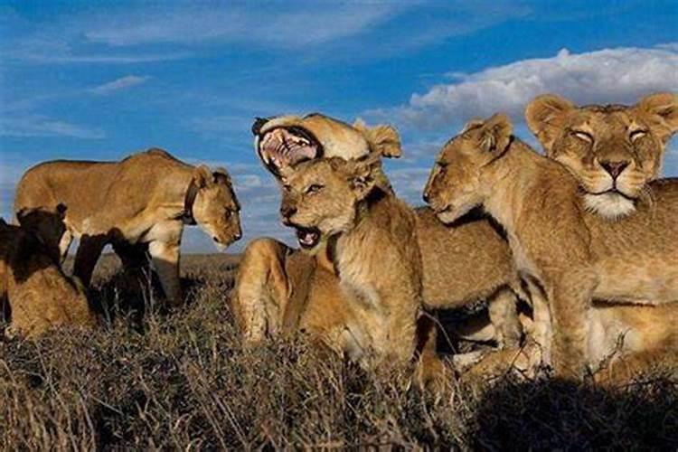 狮子会吃什么动物