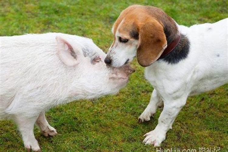 男猪和女狗合婚吗