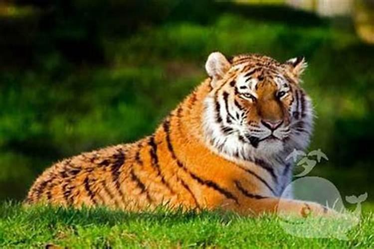 梦见许多老虎是什么意思