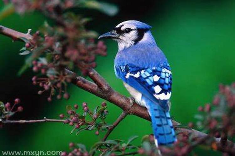 梦见特别漂亮的鸟是什么预兆解梦