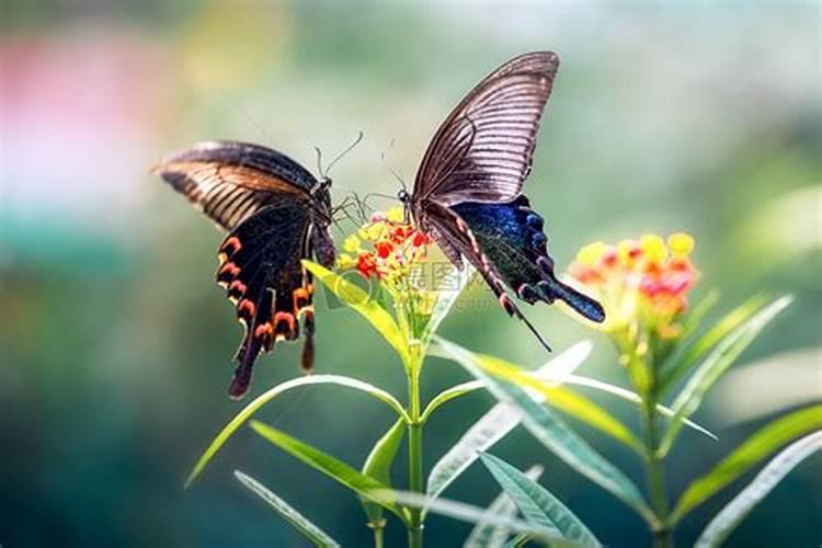 梦见漂亮的蝴蝶飞在家里