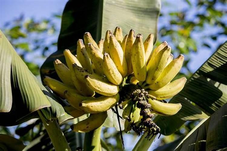 梦见树上的香蕉熟了摘来吃