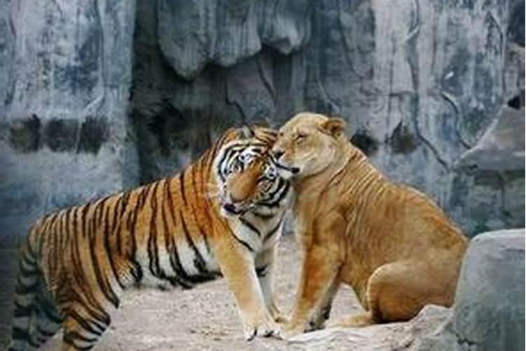 梦到老虎和狮子预示什么