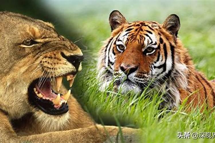 梦到老虎和狮子预示什么