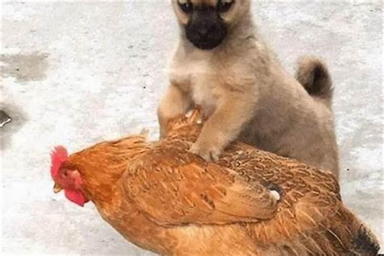 鸡和狗的属相生什么宝宝