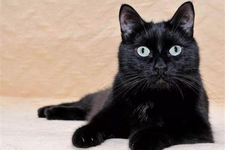 梦到黑猫是什么征兆