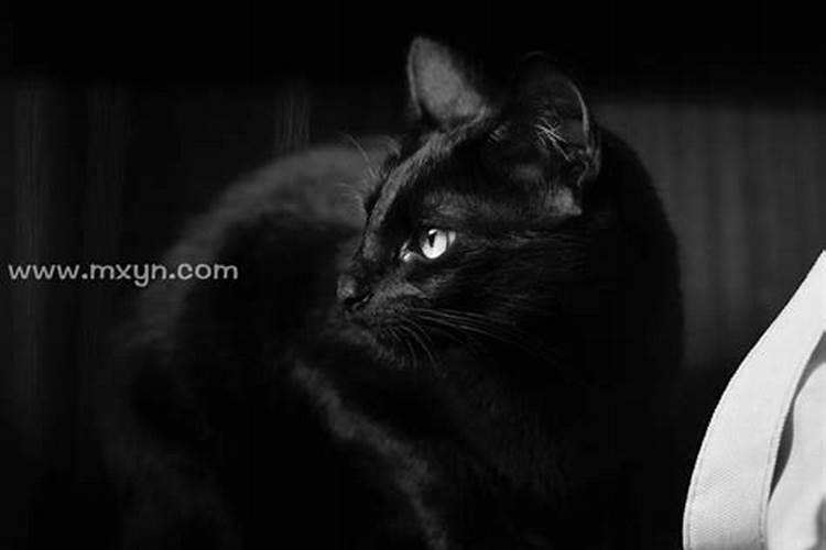 梦到黑猫是什么征兆