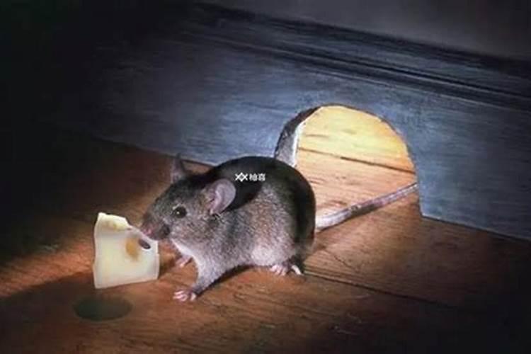 梦见老鼠咬自己是什么预兆