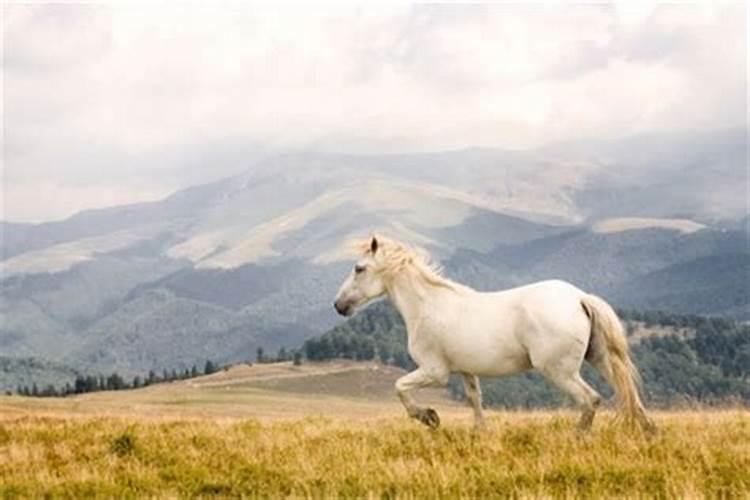 梦见白马和红马是什么预兆