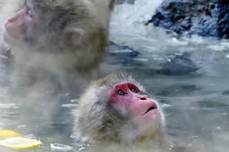 猴子是不是冬至出生的