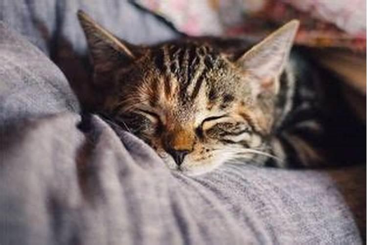 梦见死猫有什么预兆解梦