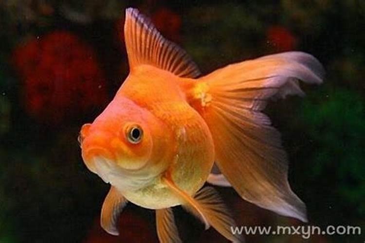 梦见红色金色的鱼在水里