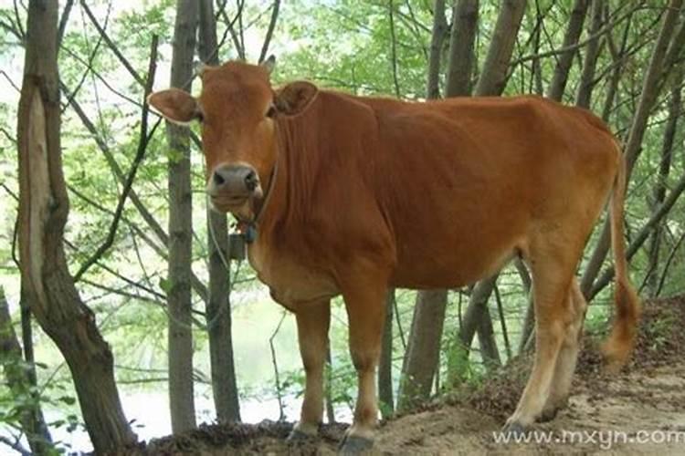 梦见牛是有什么预兆