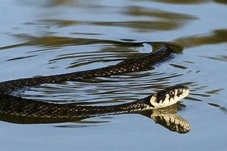 梦到超级巨大的大蟒蛇在水里