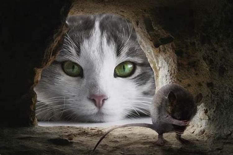 梦到猫看到老鼠都不捉