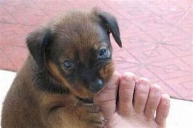 梦见狗咬自己的脚是什么预兆