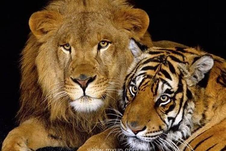 梦见躲避老虎狮子是什么预兆