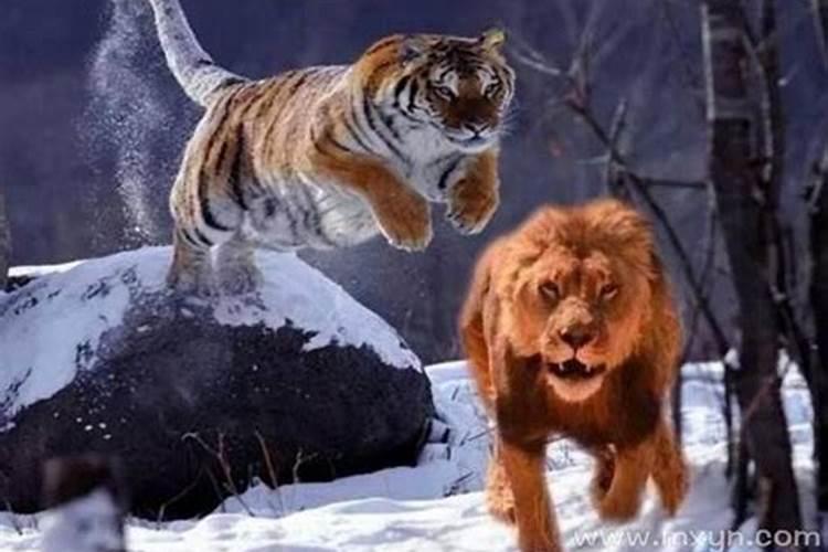 梦见躲避老虎狮子是什么预兆