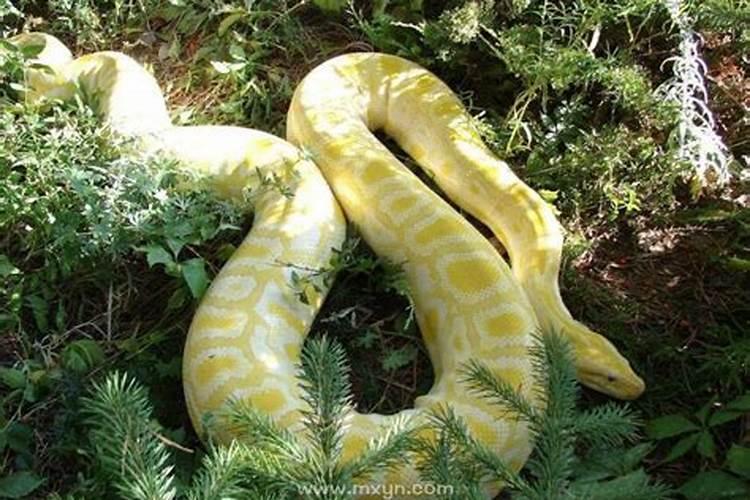 怀孕期间梦见蟒蛇是什么意思