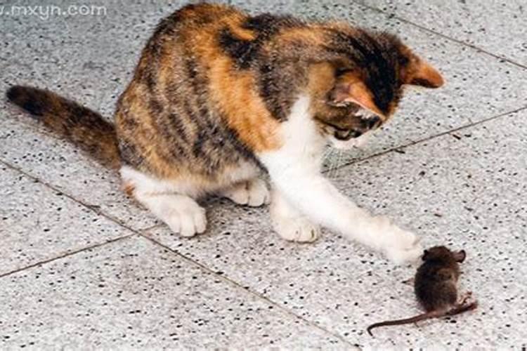 梦见老鼠和猫互相咬