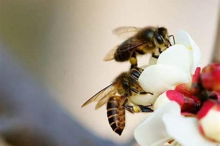梦见蜜蜂围在自己头顶