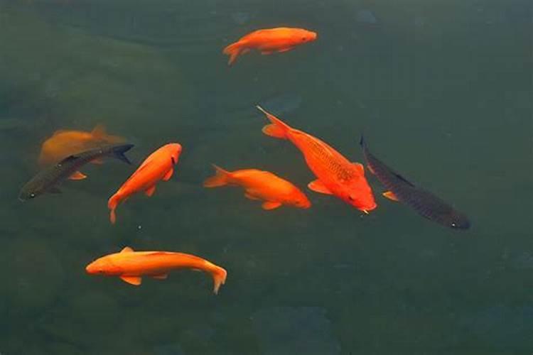 梦见红色鲤鱼是什么征兆解梦女人