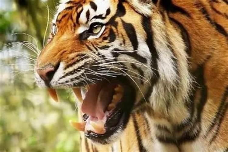 本命年梦见老虎是什么预兆？