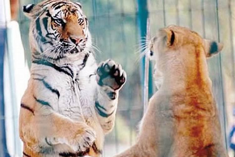 梦见老虎和狮子是怎么回事