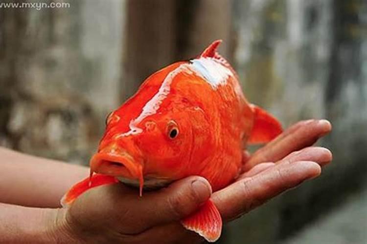 梦见红色鲤鱼是什么征兆解梦