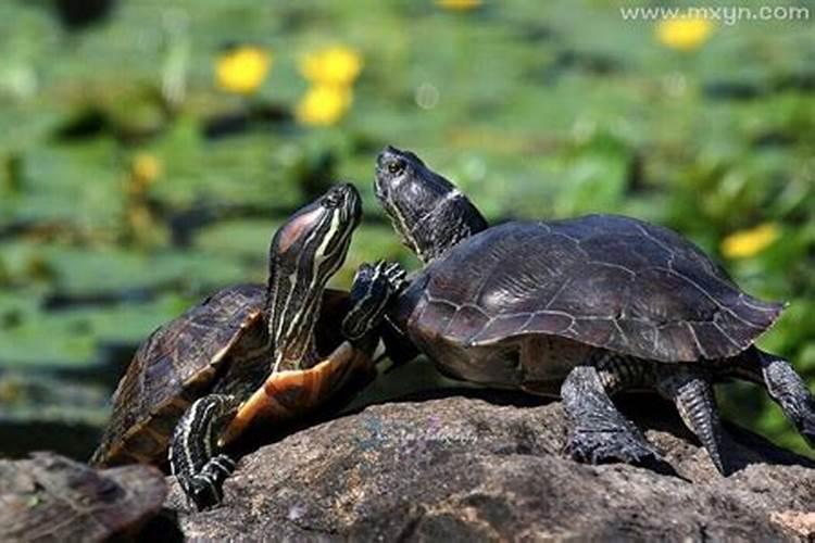 梦见两只乌龟爬向自己