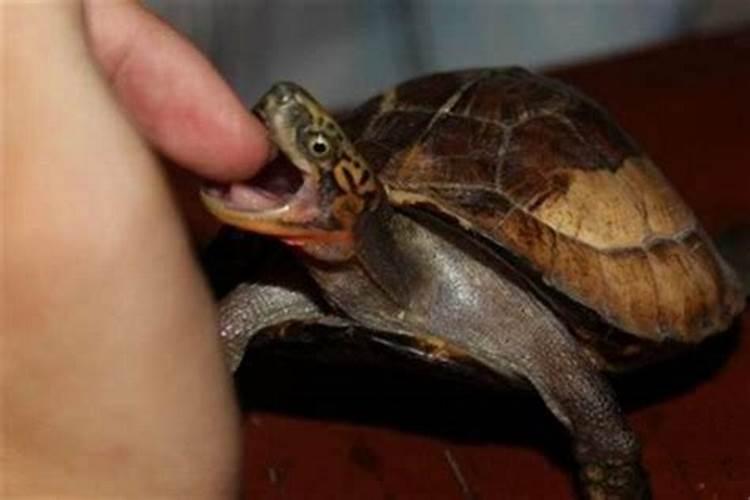 梦见被乌龟咬手是什么意思？