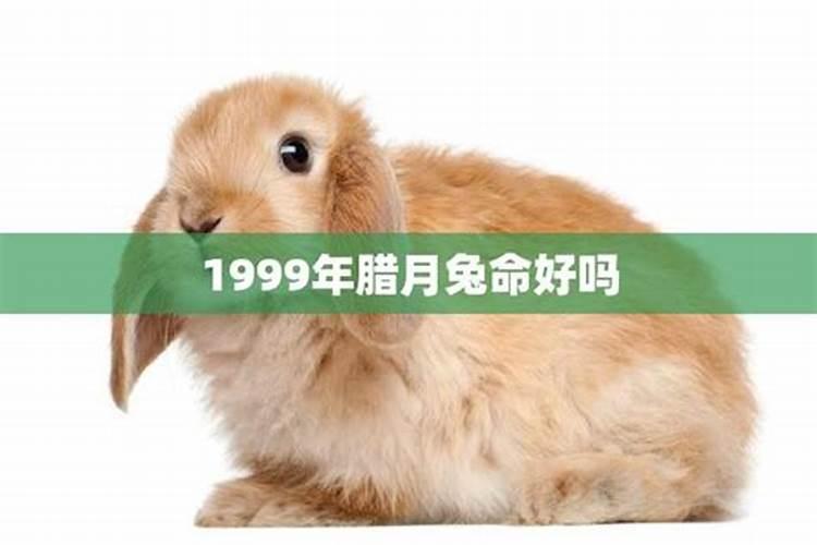 1999年腊月出生的兔子