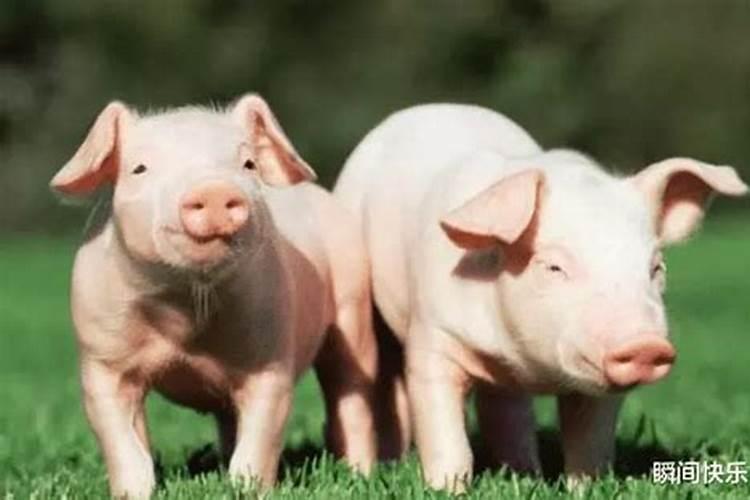 猪与猪属相婚配好吗
