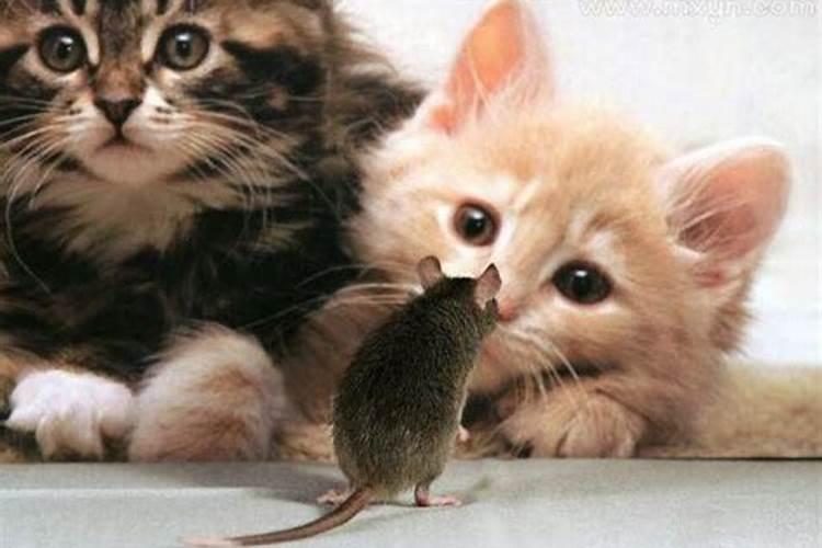 梦见老鼠和猫是什么征兆