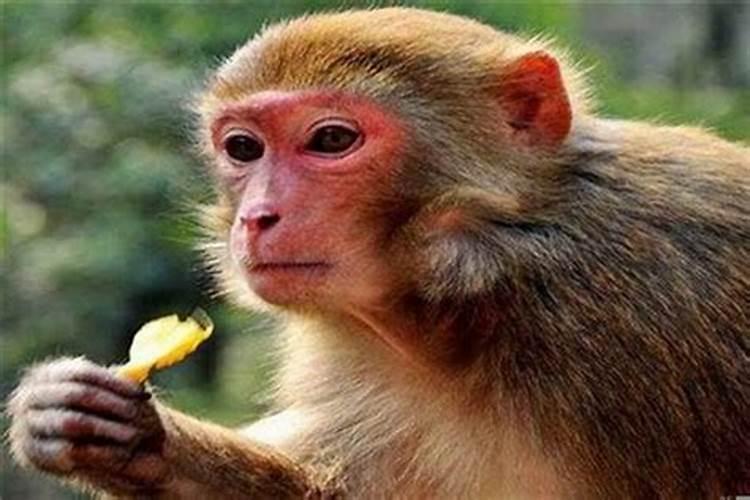 属猴生肖是哪一年出生？
