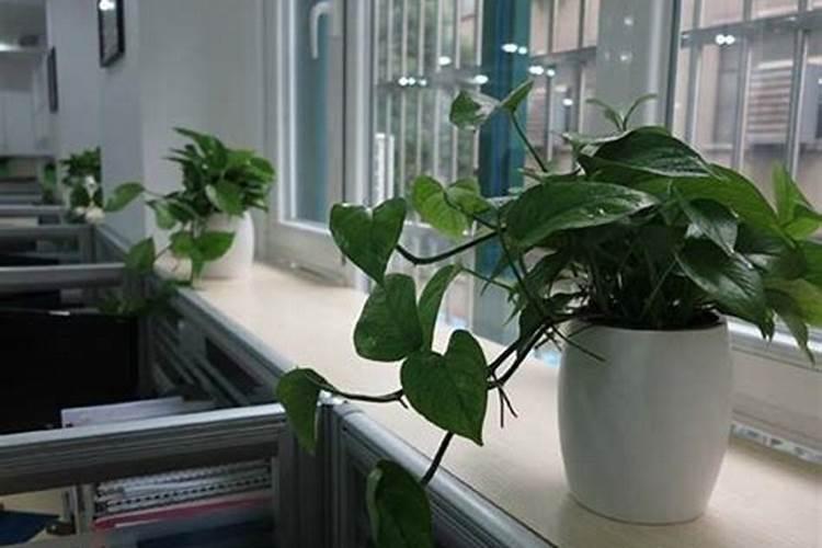 办公室风水宜摆放什么植物？
